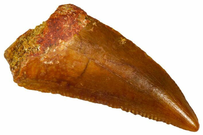 Serrated Raptor Tooth - Real Dinosaur Tooth #370284